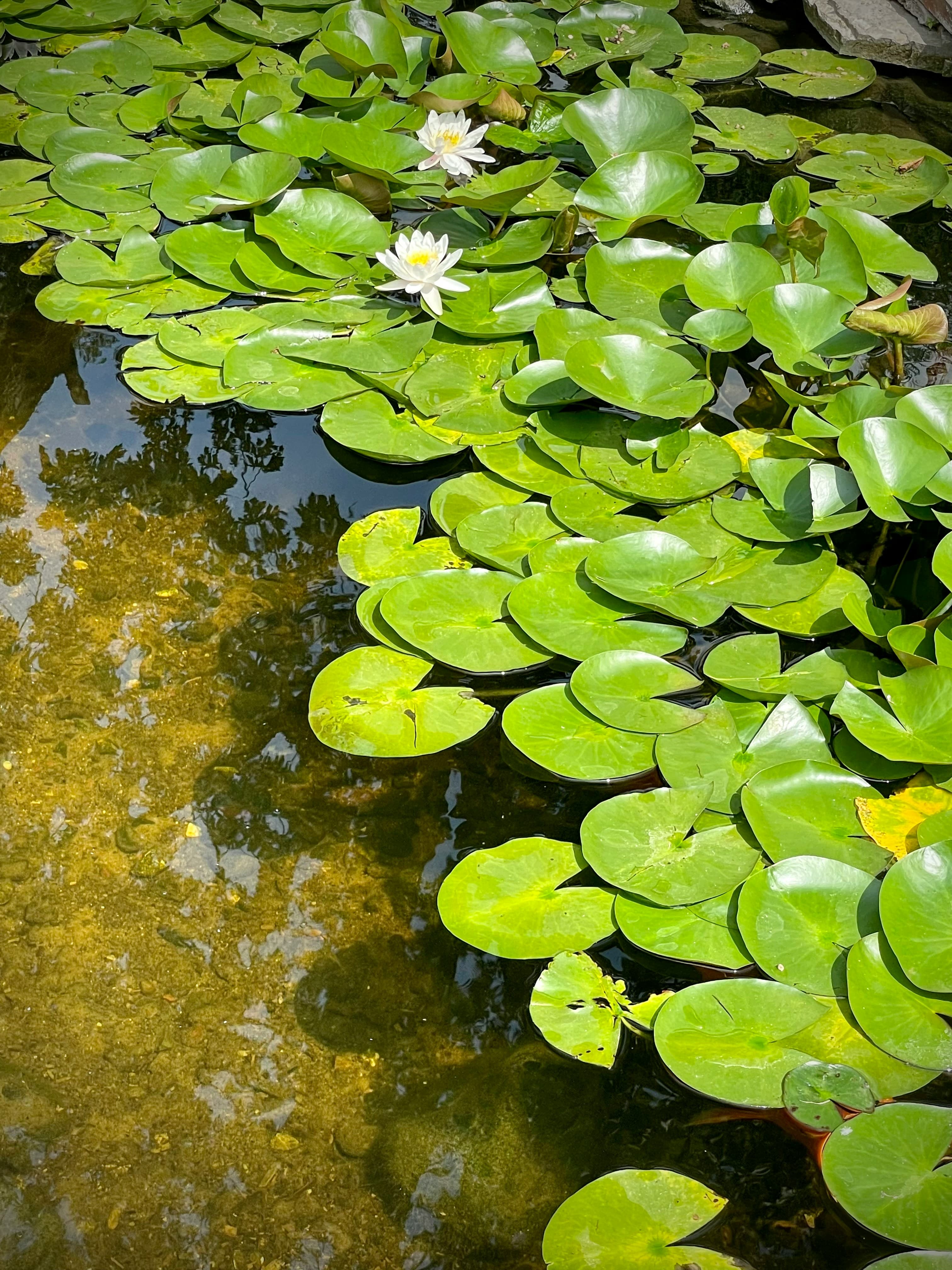 Microbiosa Aqua - Oczyszczanie wody